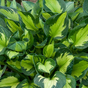 Хоста гибридная (Hosta Colored Hulk)