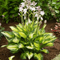 Хоста гибридная (Hosta Colored Hulk)