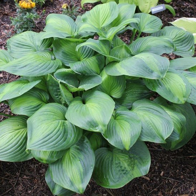 Хоста (Hosta Avocado)