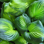 Хоста (Hosta Avocado)