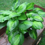Хоста (Hosta Avocado)