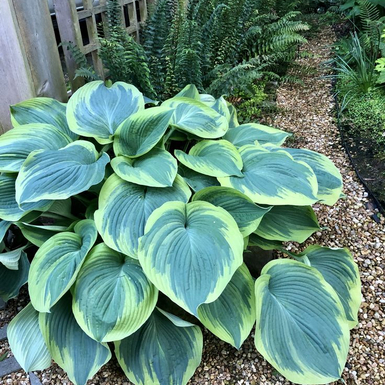 Хоста гибридная (Hosta Earth Angel)