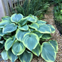 Хоста гибридная (Hosta Earth Angel)