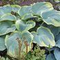 Хоста гибридная (Hosta Earth Angel)