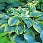 Хоста гибридная (Hosta Earth Angel)