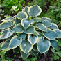 Хоста гибридная (Hosta Earth Angel)