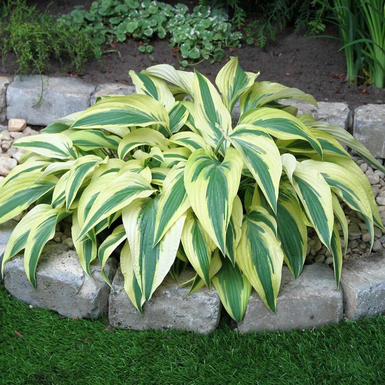 Хоста гибридная (Hosta Lakeside Dragonfly)