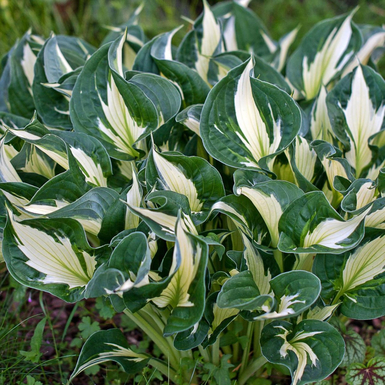 Хоста гибридная (Hosta Whirlwind)