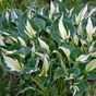 Хоста гибридная (Hosta Whirlwind)