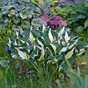 Хоста гибридная (Hosta Whirlwind)