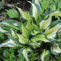Хоста гибридная (Hosta Whirlwind)