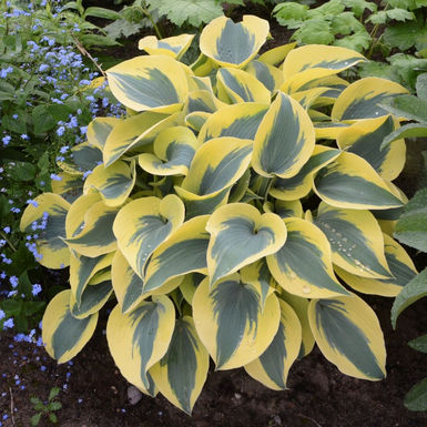 Хоста гибридная (Hosta Autumn Frost)