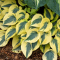 Хоста гибридная (Hosta Autumn Frost)