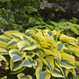 Хоста гибридная (Hosta Autumn Frost)