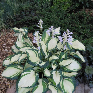 Хоста гибридная (Hosta Dancing in the Rain)