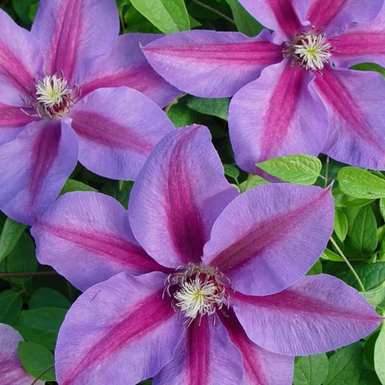 Клематис Этоль де Маликорн (Etoile De Malicorne)