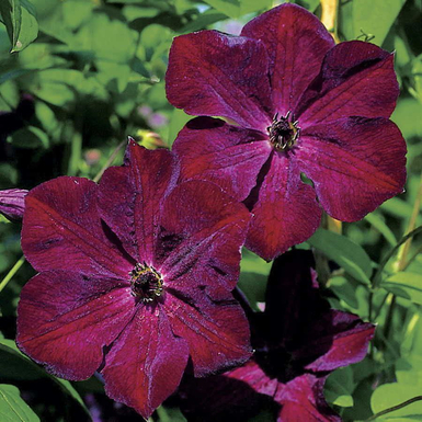 Клематис Роял Велюр (Royal Velours)