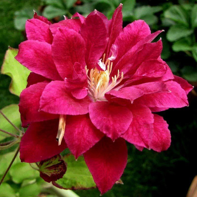 Клематис крупноцветковый Ред Стар (Red Star)