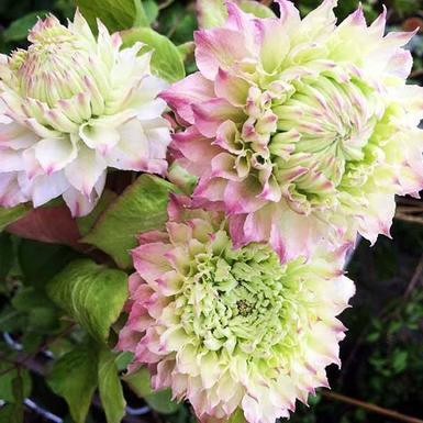 Клематис крупноцветковый Мидори (Midori)