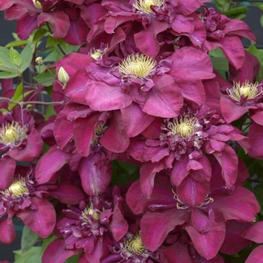 Клематис крупноцветковый Ян III Собеский (Jan III Sobieski)