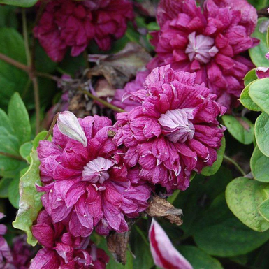Клематис ботанический Пурпуреа Плена Элеганс (Purpurea Plena Elegans)