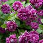 Клематис ботанический Пурпуреа Плена Элеганс (Purpurea Plena Elegans)