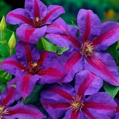 Клематис крупноцветковый Миссис Н. Томпсон (Mrs N. Thompson)