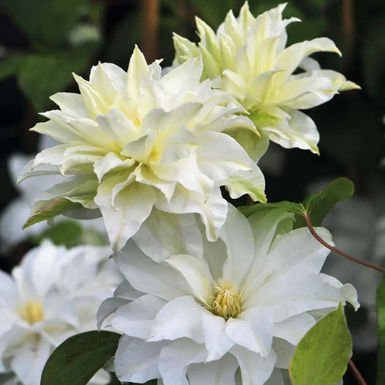 Клематис крупноцветковый Юкиокоши (Yukiokoshi)