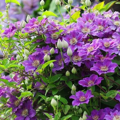 Клематис крупноцветковый Ашва (Ashva)