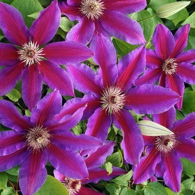 Клематис крупноцветковый Акаиши (Akaishi)