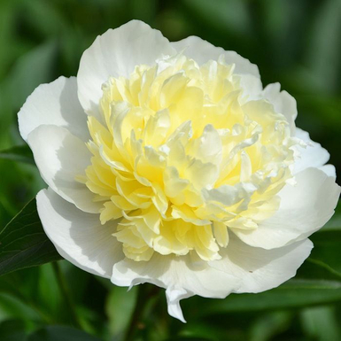 Пион Лаура Десерт (Laura Dessert)