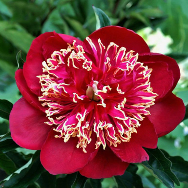 Пион Чарльз Бёрджесс (Paeonia Charles Burgess)
