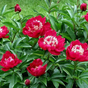 Пион Чарльз Бёрджесс (Paeonia Charles Burgess)