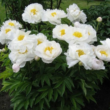 Пион Мисс Америка (Paeonia Miss America)
