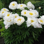 Пион Мисс Америка (Paeonia Miss America)