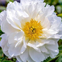 Пион Мисс Америка (Paeonia Miss America)