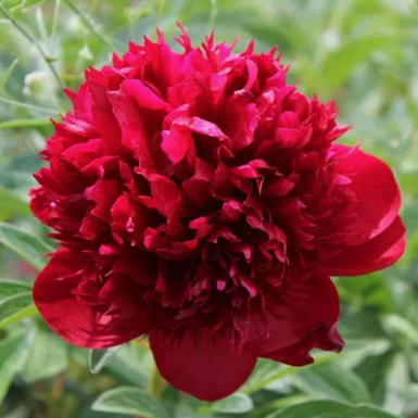 Пион Ред Мэджик (Red Magic)