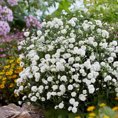 Тысячелистник птармика Ноблесса (Noblesse)