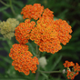 Тысячелистник обыкновенный Терракота (Terracotta)