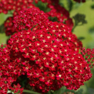 Тысячелистник обыкновенный Ред Вельвет (Red Velvet)