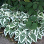 Бруннера крупнолистная Вариегата (Variegata)