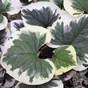 Бруннера крупнолистная Вариегата (Variegata)