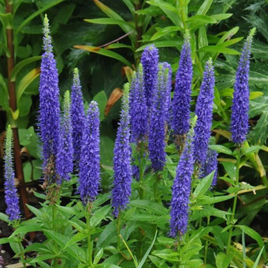 Вероника колосковая Нана Блаутеппич (Nana Blauteppich)