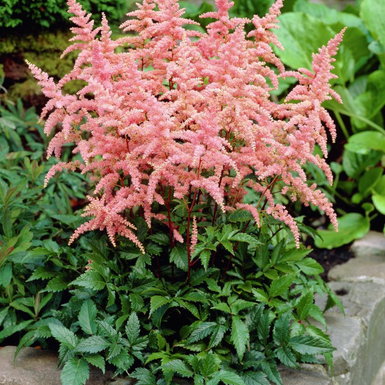 Астильба Арендса Брессингем Бьюти (Bressingham Beauty)