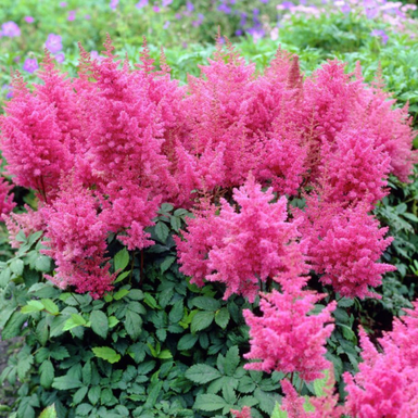 Астильба Арендса Федерзе (Federsee)