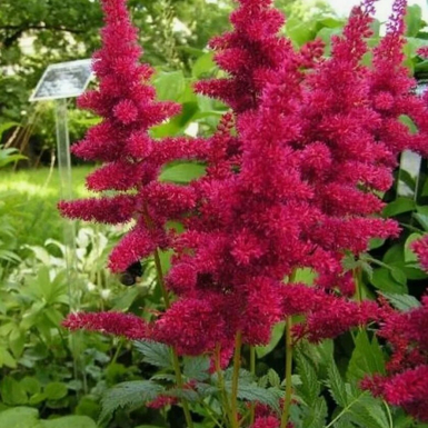 Астильба Арендса Бургунди Ред (Burgundy Red)