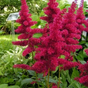 Астильба Арендса Бургунди Ред (Burgundy Red)