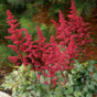 Астильба Арендса Бургунди Ред (Burgundy Red)