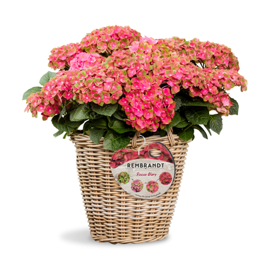 Гортензия крупнолистная Rembrandt Rosso Glory