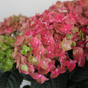 Гортензия крупнолистная Rembrandt Rosso Glory